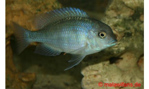 Cyrtocara moorii